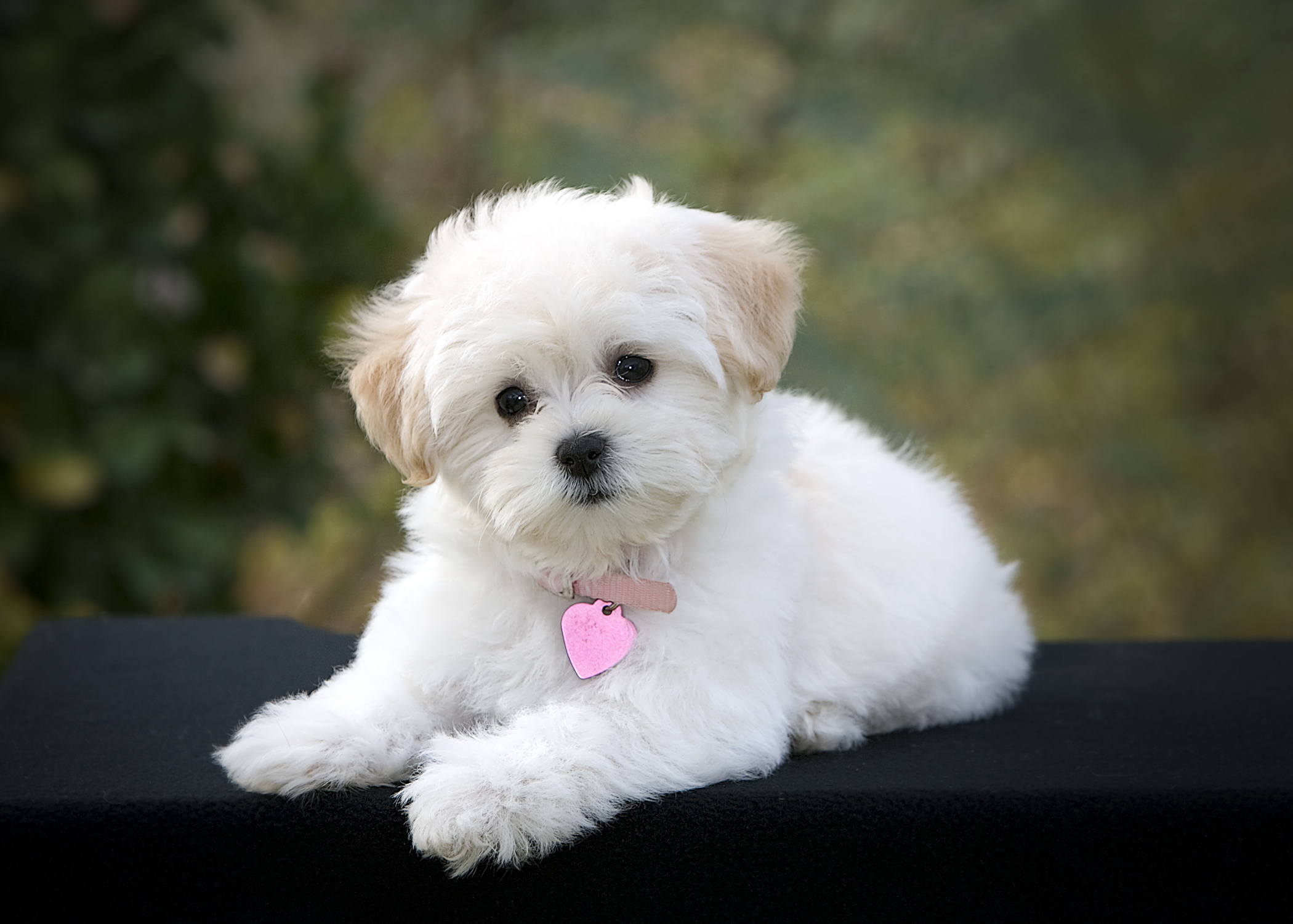 Small Dogs for Sale - Small Dog Breeds for Sale | VIP Puppies